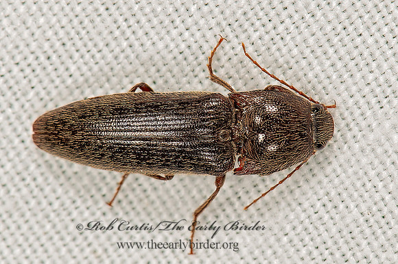 Melanotus  CLICK BEETLE9066653z