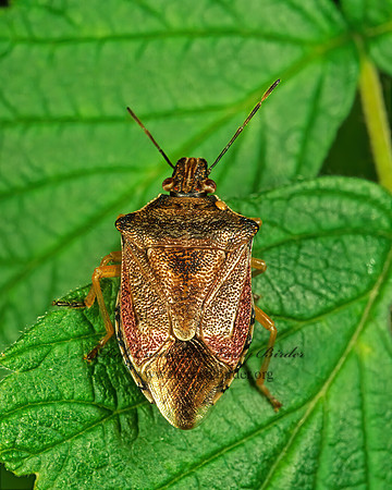Podisus  207408z
