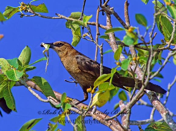 Quiscalus major  BOAT-TAILED GRACKLE 252419z