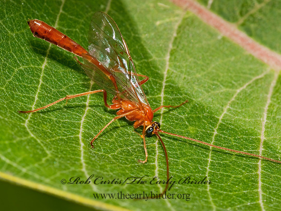 Enicospilus purgatus  OPHIONINAE ICHNEUMON 3009013z