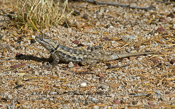Sceloporus magister  DESERT SPINY LIZARD 5005124z