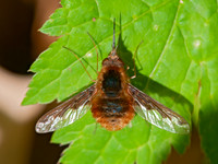 Bombyliinae
