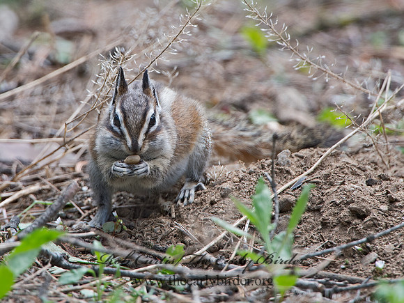 Neotamias merriami  MERRIAM'S CHIPMUNK  9058660z