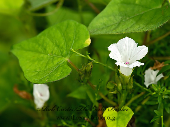 Ipomoea lacunosa  WHITE MORNING GLORY 9049764z