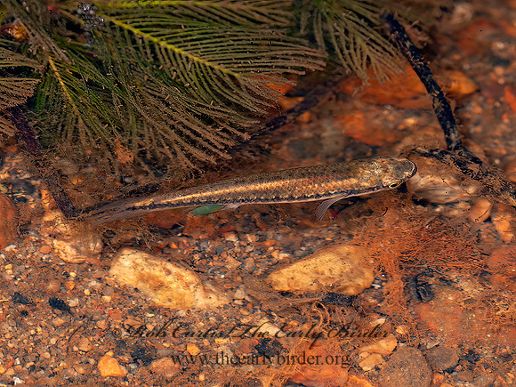 Fundulus notatus  BLACKSTRIPE TOPMINNOW 8017891z