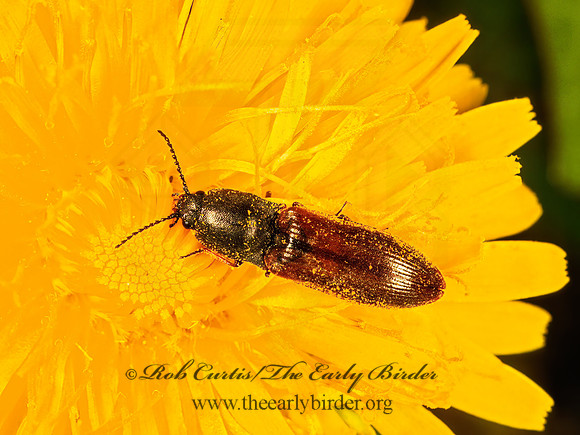 Hemicrepidius pallidipennis 232033 z