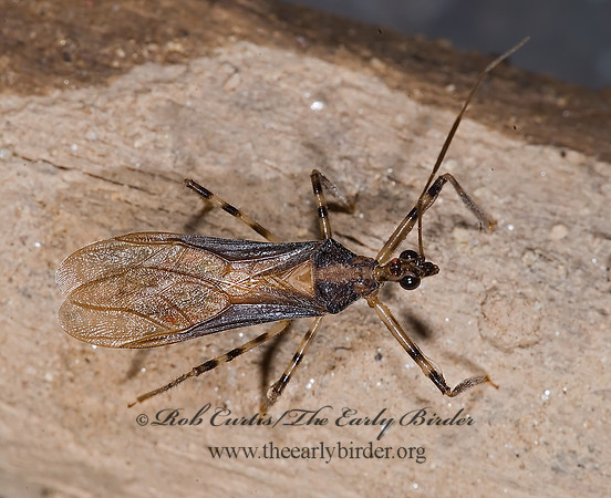 Castolus ferox 6026809z
