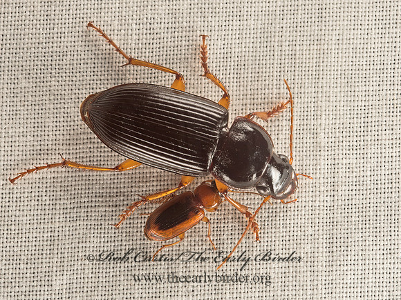 Harpalus pensylvanicus  HARPALINI GROUND BEETLE 9052985z