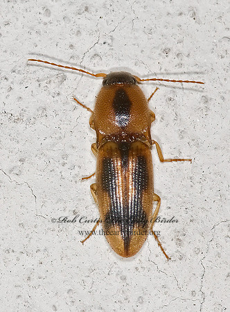 Aeolus mellillus 6013009z