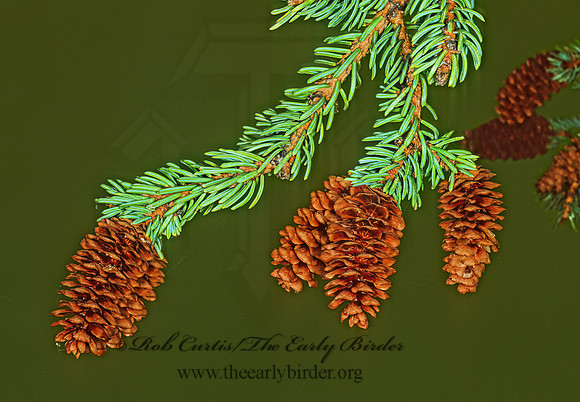 Picea glaucus  WHITE SPRUCE 231519z