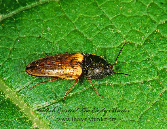 Ampedus nigricollis 1112218z