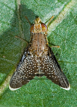 Eutreta caliptera FRUIT FLY 5000570z