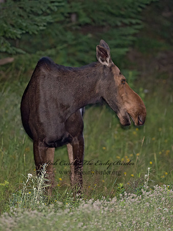 Alces alces  MOOSE 9036378z