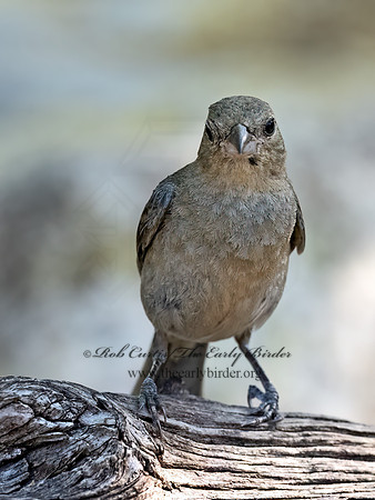 Passerina versicolor  VARIED BUNTING 3040747z