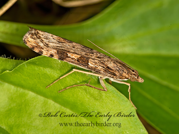 Nomophila nearctica  LUCERNE MOTH 9040936z