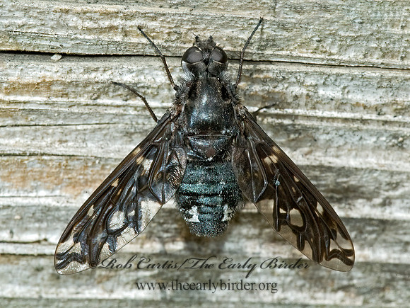 Xenox tigrinus  ANTHRACINI BEE FLY 5012295z