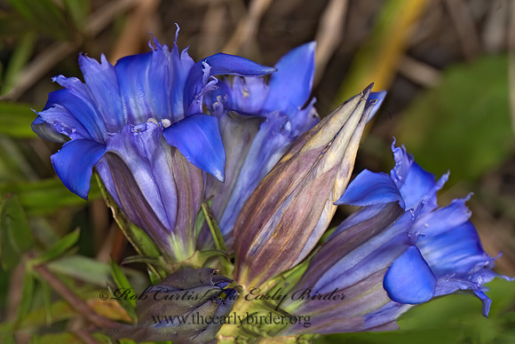 Gentiana puberulenta  PRAIRIE GENTIAN 6016477z