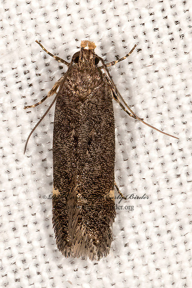 Gelechiini  TWIRLER MOTH 3036456z