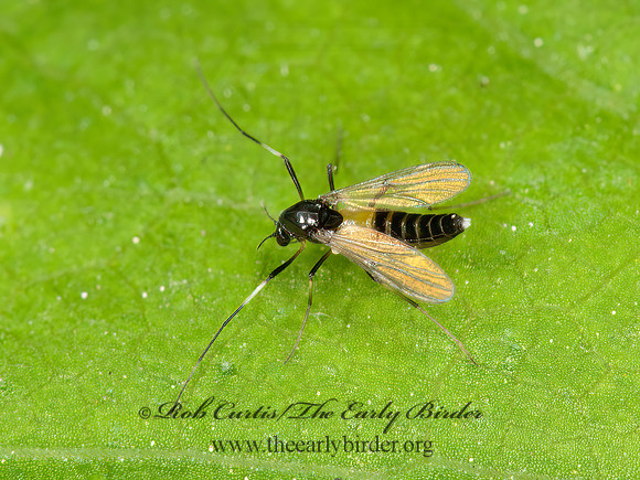 Cricotopus tremulus grp  CHIRONOMID MIDGE 3015298z