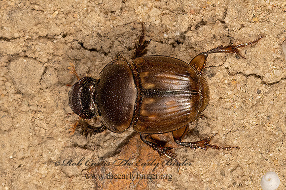 Digitonthophagus gazella  GAZELLE DUNG BEETLE 3033218z