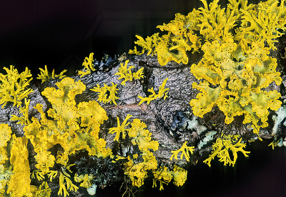 Candelaria concolor YELLOW FOLIOSE LICHEN 144118z