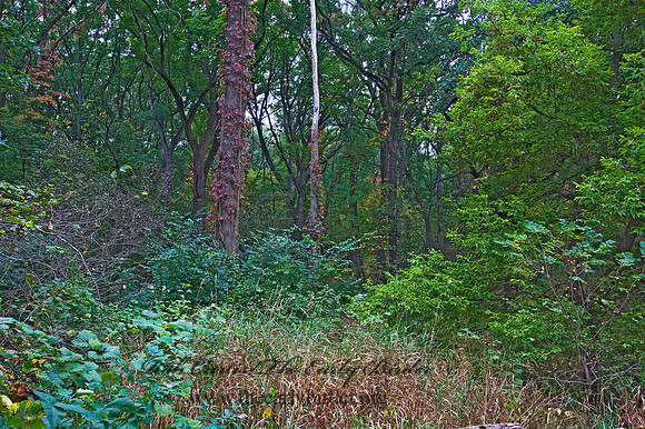 FOREST VIEW 8018310z
