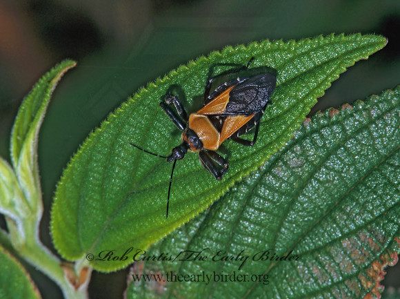 Apiomerus pictipes  ASSASSIN BUG 198911z