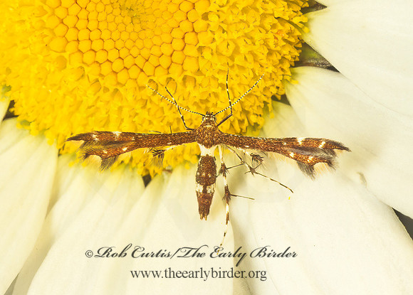 Geina buscki or tenuidactylus  PLUME MOTH 177604 z