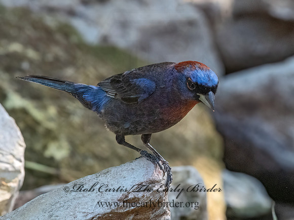 Passerina versicolor  VARIED BUNTING 3039828z