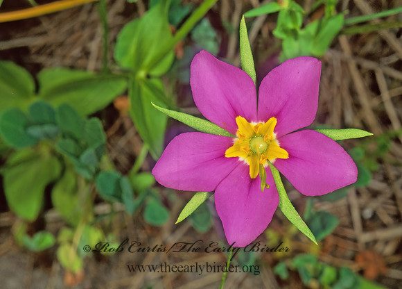 Sabatia campestris  MEADOW PINK 200405z