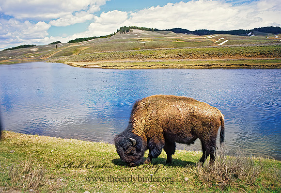 Bison bison  BISON 134035z
