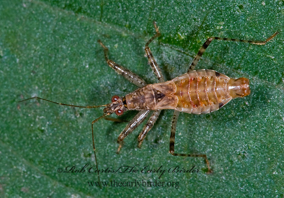 Hoplistoscelis pallescens 6014401z