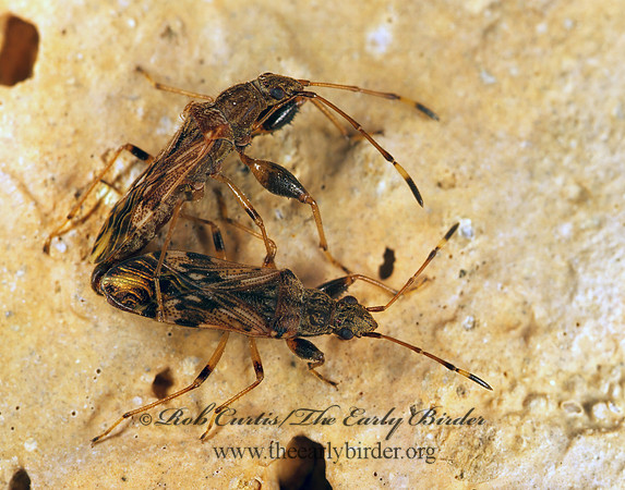 Neopamera albocincta 201011z