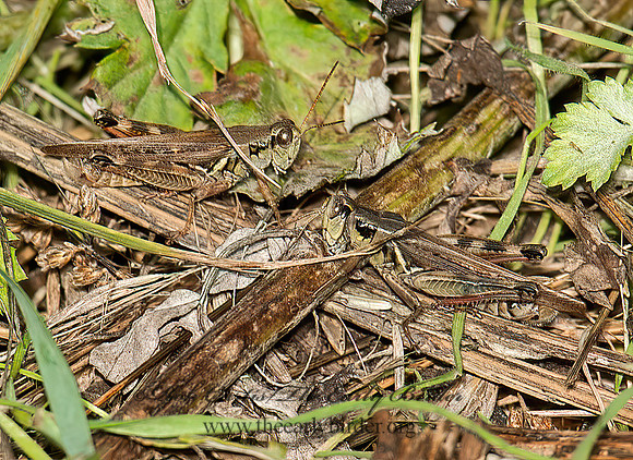 Melanoplus sanguiipes & femurrubrum 8033424z