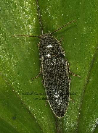 Melanotus 4001906z