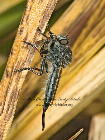 Efferia aestuans  ASILINAE ROBBER FLY 5012881z