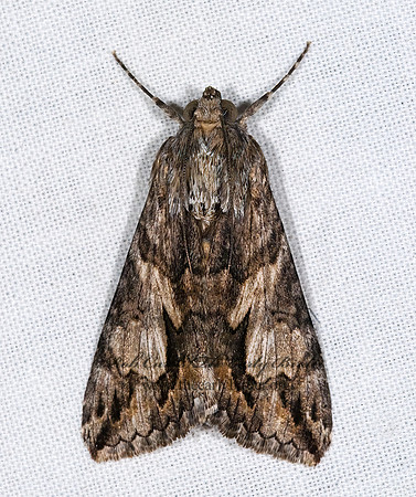 Melipotis jucunda  MERRY MELIPOTIS MOTH 6024725 z
