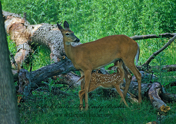 Odocoileus virginianus  WHITE-TAILED DEER 96311z