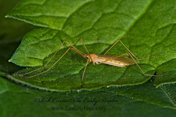 Atarba picticornis LIMONIID CRANE FLY 8004931z