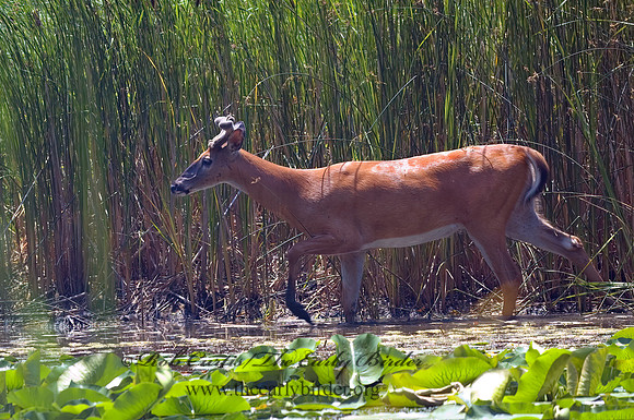 Odocoileus virginianus  WHITE-TAILED DEER 5009477z