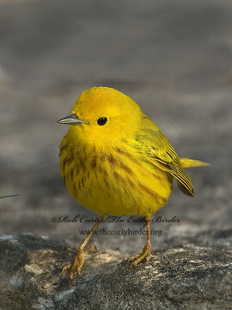 Setophaga petechia  YELLOW WARBLER 7014409z