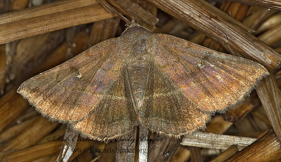 Lesmone detrahens DETRACTED OWLET MOTH 6013631 z