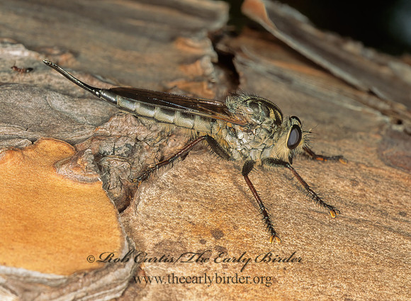 Efferia aestuans  ASILINAE ROBBER FLY 248737 Fz
