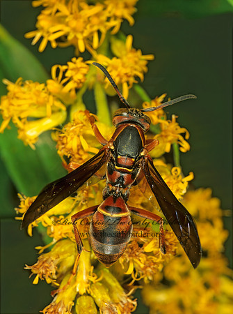 Polistes annularis 183603z