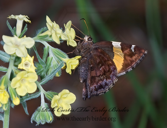 Autochton cellus  GOLDEN-BANDED SKIPPER  7009451z