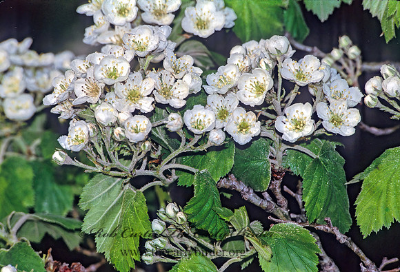 Crategus mollis  DOWNY HAWTHORN 280525z