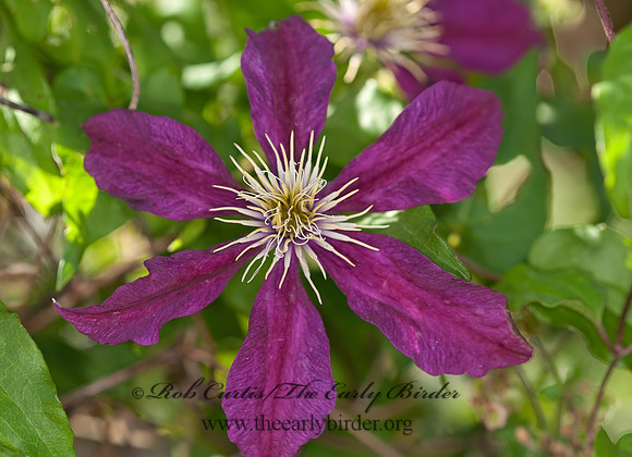 Clematis jackmanii  JACKMAN'S CLEMATIS 3015121z