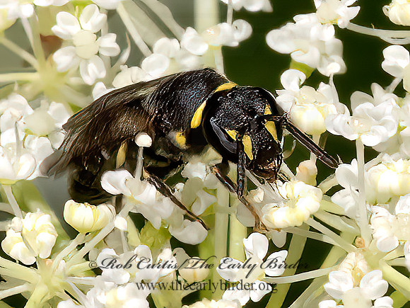 Hylaeus (Prosopis) modestus  MODEST MASKED BEE 3022905z