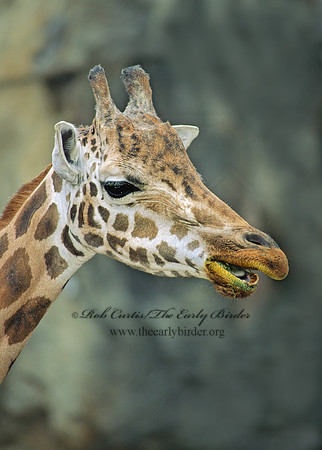 Giraffa camelopardalis rothschildii  ROTHCHILD'S GIRAFFE 154206z