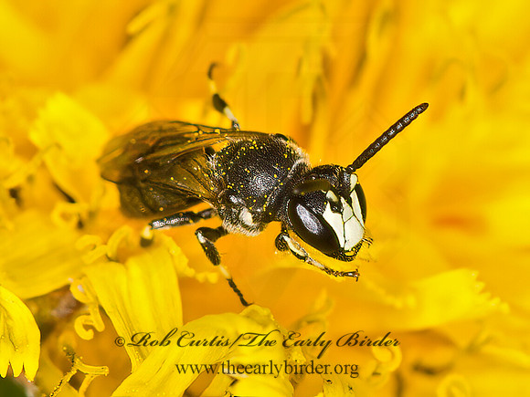 Hylaeus annulatus  MASKED BEE 9036067z